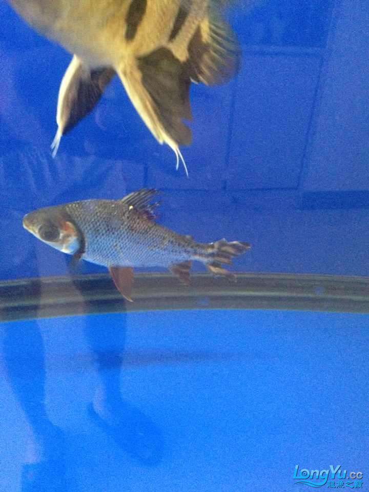 為什么龍魚老是咬飛鳳