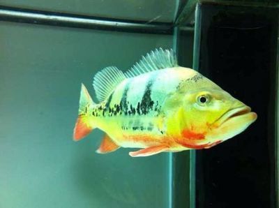 金龍魚和皇冠三間混養(yǎng)怎樣養(yǎng)：金龍魚和皇冠三間魚可以混養(yǎng)但需要注意以下幾點