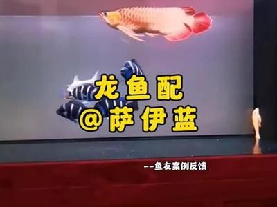 龍魚藥物副作用案例分析：龍魚藥物使用可能會帶來副作用