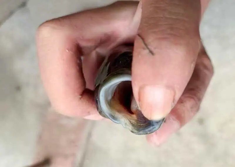 如何判斷魚鰭充血的嚴(yán)重程度？ 如何判斷魚鰭充血的嚴(yán)重程度？ 龍魚百科 第3張