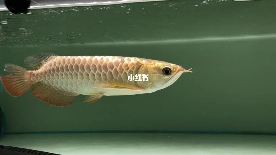 最漂亮的金龍魚圖片欣賞大全