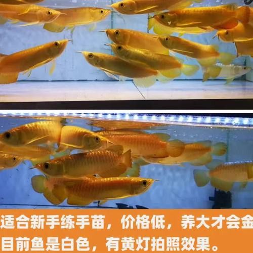 最漂亮的金龍魚圖片欣賞大全