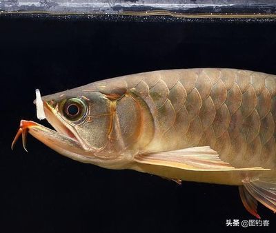 巨骨舌魚金龍魚誰厲害：南美大陸最大的淡水魚之一巨骨舌魚和金龍魚誰更厲害