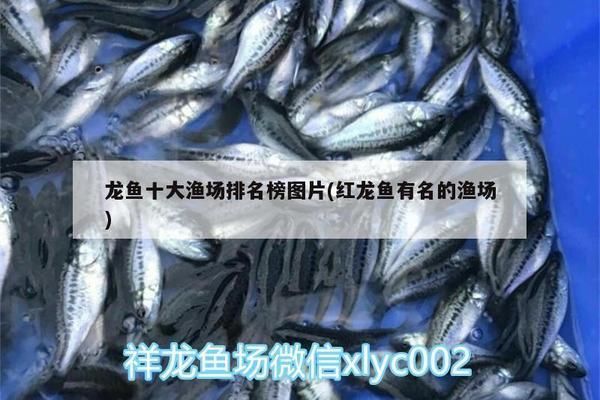廣州紅龍魚場比較出名的:廣州紅龍魚場信息 龍魚百科 第5張 廣州紅龍魚場比較出名的:廣州紅龍魚場信息 廣州紅龍魚場比較出名的:廣州紅龍魚場信息 龍魚百科 第5張