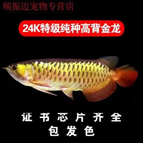金龍過(guò)背和背高背圖片