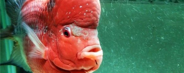 羅漢魚增氧設備選購指南：如何判斷增氧設備性能優劣
