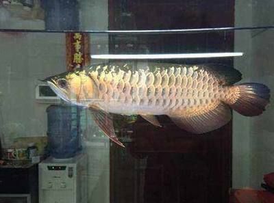 金龍魚等級區分圖解大全（如何區分不同等級的金龍魚）