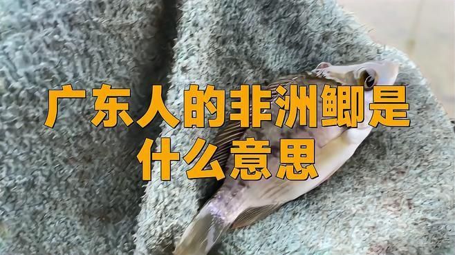 羅非魚在廣東叫什么 龍魚百科 第1張 羅非魚在廣東叫什么 羅非魚在廣東叫什么 龍魚百科 第1張