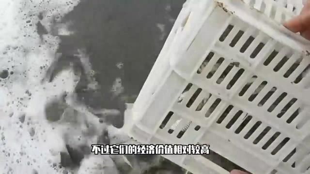 羅非魚在廣東叫什么 龍魚百科 第5張 羅非魚在廣東叫什么 羅非魚在廣東叫什么 龍魚百科 第5張