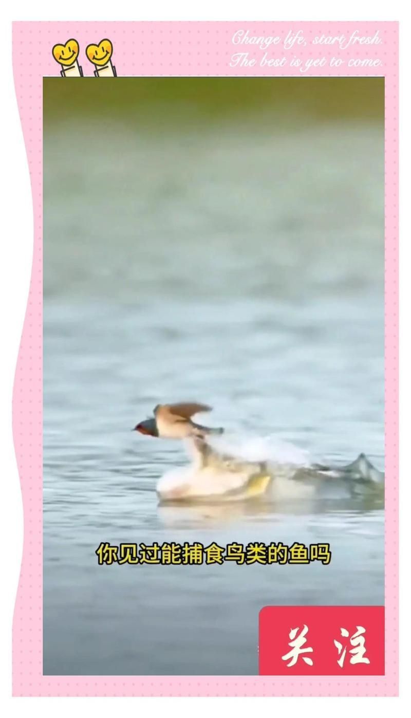 老虎魚又叫什么魚淡水魚