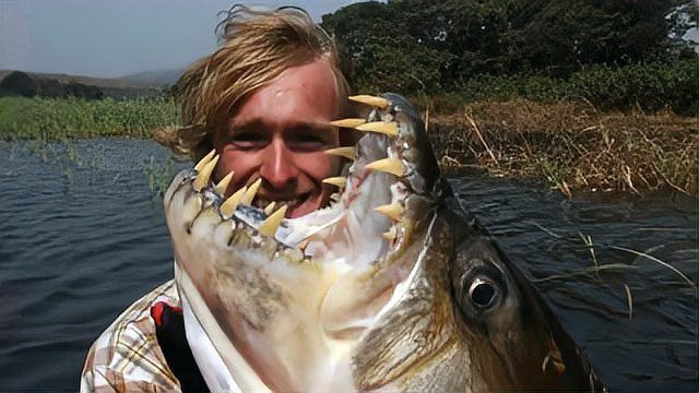 老虎魚又叫什么魚淡水魚