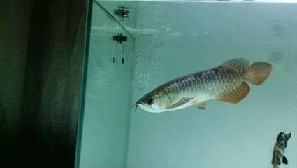 龍魚體色暗淡:龍魚體色暗淡可能由多種原因引起以下措施來改善龍魚體色 龍魚百科 第1張 龍魚體色暗淡:龍魚體色暗淡可能由多種原因引起以下措施來改善龍魚體色 龍魚體色暗淡:龍魚體色暗淡可能由多種原因引起以下措施來改善龍魚體色 龍魚百科 第1張