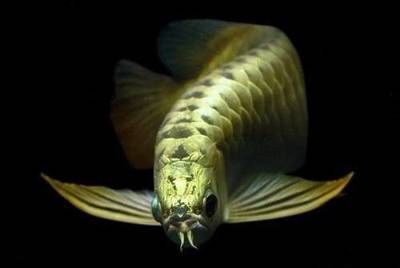 龍魚體色暗淡:龍魚體色暗淡可能由多種原因引起以下措施來改善龍魚體色 龍魚百科 第2張 龍魚體色暗淡:龍魚體色暗淡可能由多種原因引起以下措施來改善龍魚體色 龍魚體色暗淡:龍魚體色暗淡可能由多種原因引起以下措施來改善龍魚體色 龍魚百科 第2張