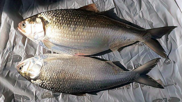 孟加拉灣十大名魚有哪些