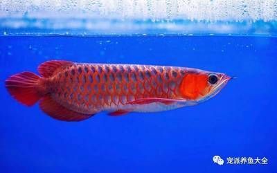 龍魚停止進口的原因是什么：中國海關(guān)總署宣布全面暫停進口原產(chǎn)地為日本水產(chǎn)品出口