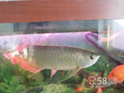 龍魚停止進口的原因是什么：中國海關(guān)總署宣布全面暫停進口原產(chǎn)地為日本水產(chǎn)品出口