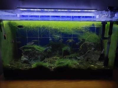 魚缸多少天加一次鹽（海水魚缸加鹽的最佳時機海水魚缸鹽度控制技巧）