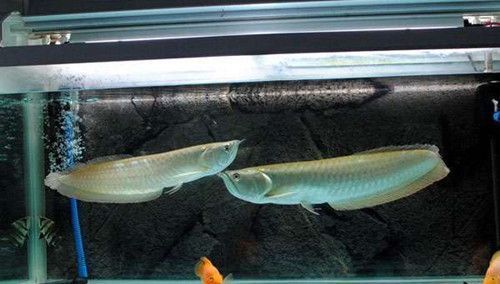 最小型的龍魚