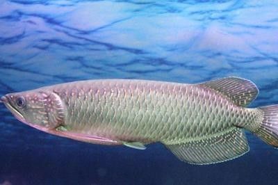 龍魚缸底色和背景色的要求一樣嗎：選擇龍魚缸底色和背景色時，魚友們可能會有不同的看法和做法