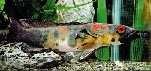 龍魚(yú)在哪個(gè)國(guó)家：龍魚(yú)養(yǎng)殖技術(shù)要點(diǎn)，龍魚(yú)市場(chǎng)價(jià)格趨勢(shì)