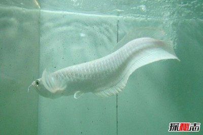 龍魚(yú)在哪個(gè)國(guó)家：龍魚(yú)養(yǎng)殖技術(shù)要點(diǎn)，龍魚(yú)市場(chǎng)價(jià)格趨勢(shì)