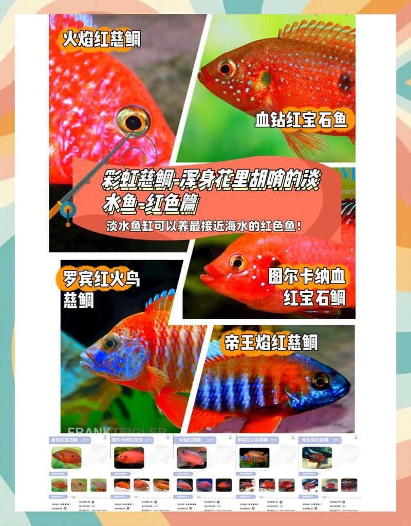 馬拉莫寶石魚為啥貴