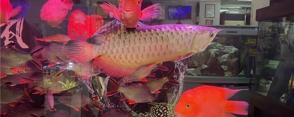 龍魚和戰船一起養幾條合適 龍魚和戰船一起養幾條合適 龍魚百科 第1張