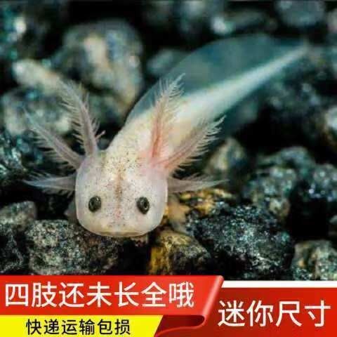 龍魚有小型的嗎圖片大全
