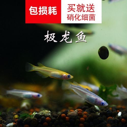 龍魚有小型的嗎圖片大全
