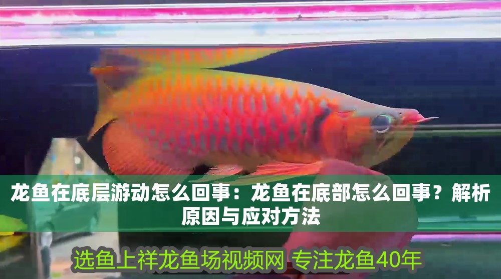 龍魚在底層游動怎么回事：龍魚在底部怎么回事？解析原因與應對方法 龍魚在底層游動怎么回事：龍魚在底部怎么回事？解析原因與應對方法 龍魚百科 第1張