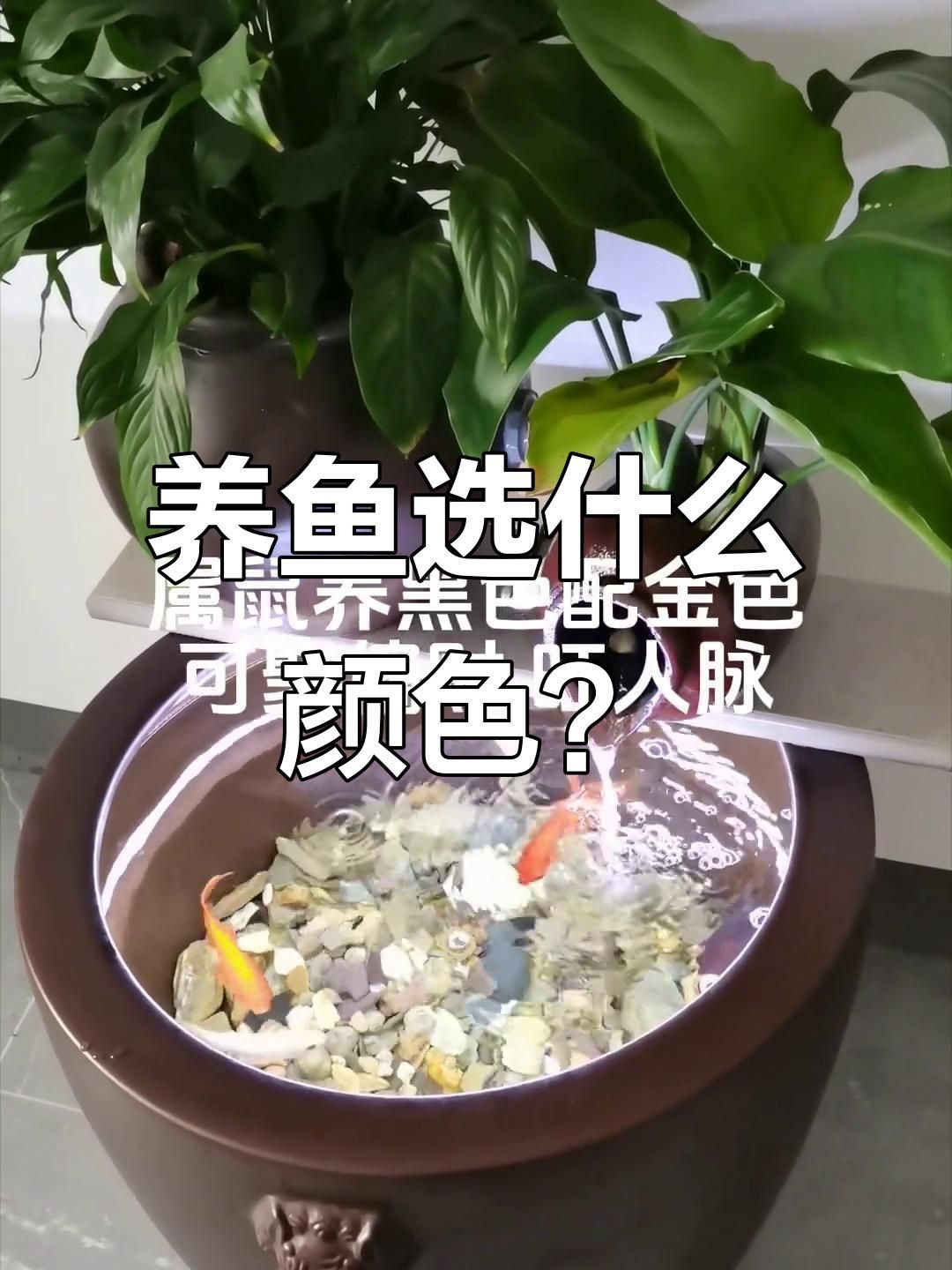 屬龍人養魚的最佳顏色是什么？ 屬龍人養魚的最佳顏色是什么？ 龍魚百科 第3張