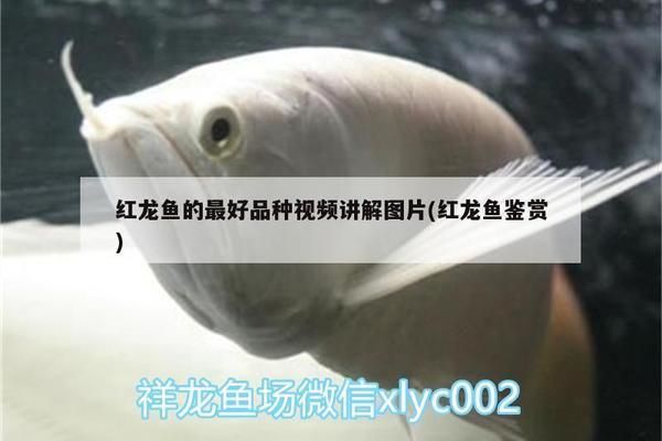 紅龍魚福龍王好養嗎：紅龍魚福龍王的養殖技巧 紅龍魚福龍王好養嗎：紅龍魚福龍王的養殖技巧 龍魚百科 第2張