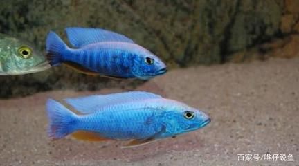 阿里龍魚專賣店：阿里龍魚專賣店是什么？