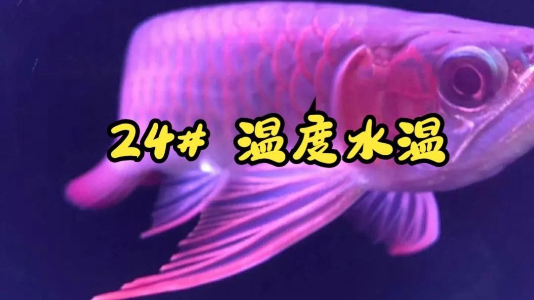 如何調(diào)整龍魚缸的水溫？