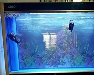 龍魚趴在缸底發呆怎么回事：龍魚趴在缸底發呆是怎么回事