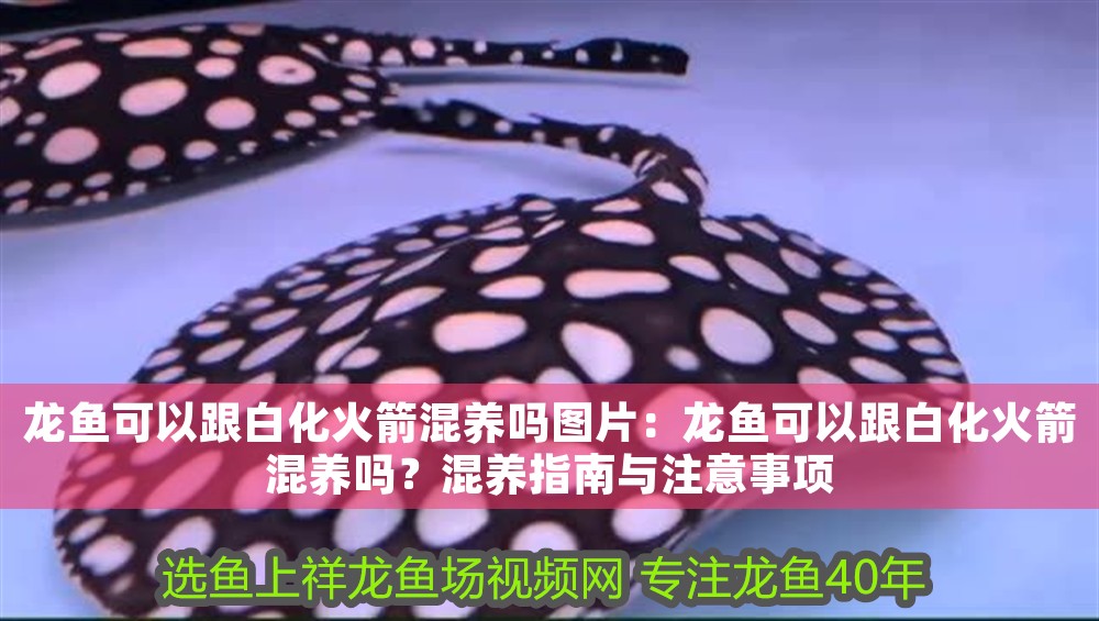 龍魚可以跟白化火箭混養嗎圖片：龍魚可以跟白化火箭混養嗎？混養指南與注意事項