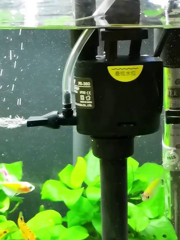 金龍魚適合什么樣的過濾系統？