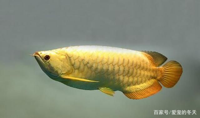 龍魚怎么挑選：如何挑選一條好的龍魚