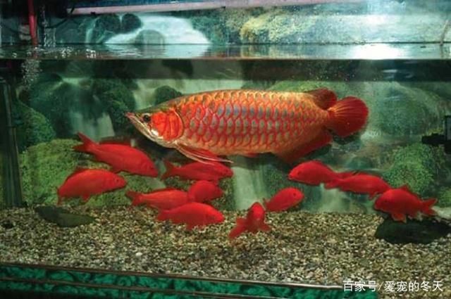 龍魚怎么挑選：如何挑選一條好的龍魚