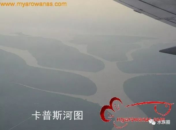 印尼知名龍魚漁場有哪些魚種