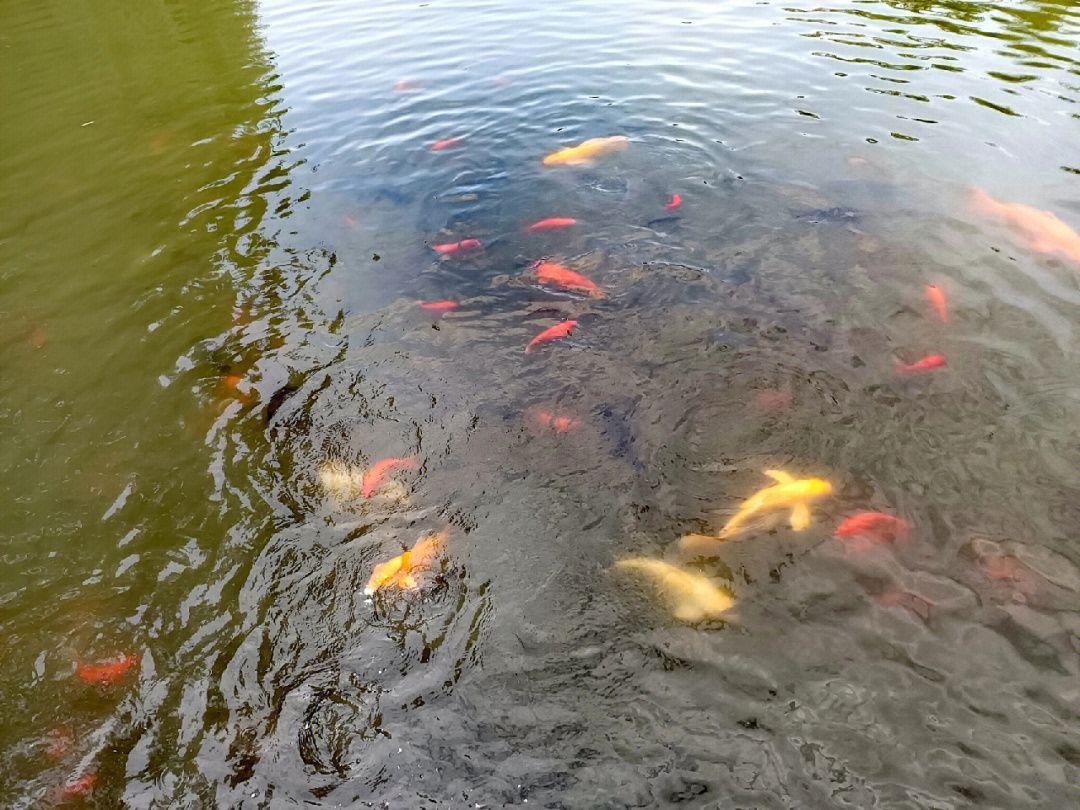 紅龍魚喂什么魚好養（紅龍魚喂什么魚好養活）