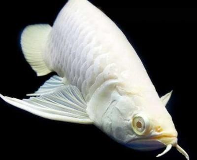 龍魚什么品種最好及排名：龍魚品種及種類介紹