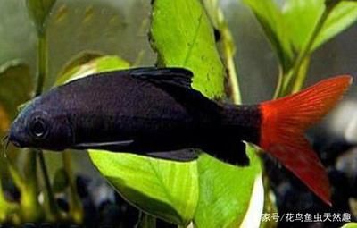 常見的淡水觀賞魚類有：常見的淡水觀賞魚類