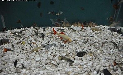 常見的淡水觀賞魚類有：常見的淡水觀賞魚類