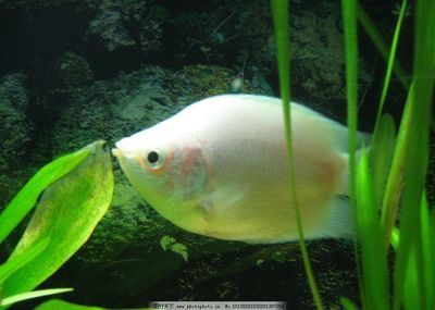 常見的淡水觀賞魚類有：常見的淡水觀賞魚類