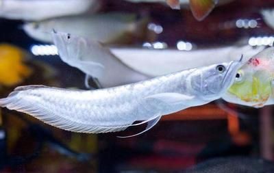 銀龍魚長多長開始往寬長（銀龍魚的生長過程） 銀龍魚長多長開始往寬長（銀龍魚的生長過程） 龍魚百科 第2張