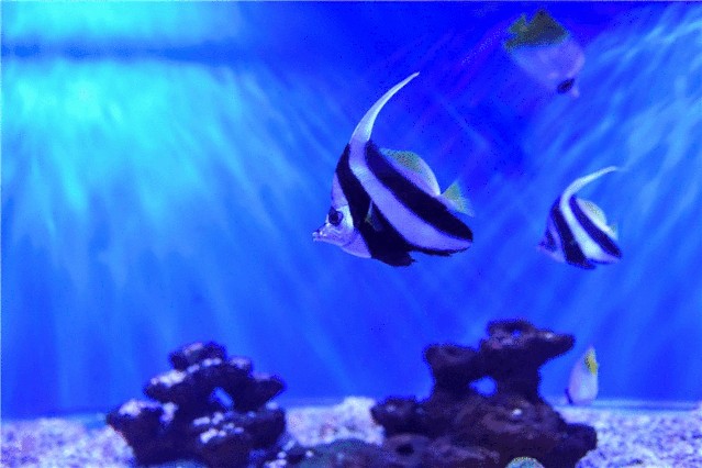 一條龍魚一條虎魚的講究是什么生肖：一條龍魚和一條虎魚一起養(yǎng)，寓意著隱藏的英雄或潛在力量