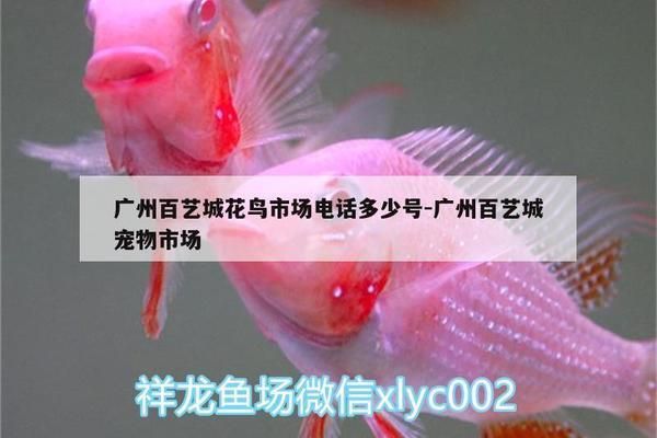 廣州花鳥市場金龍魚電話,廣州花鳥市場金龍魚電話信息 龍魚百科 第2張 廣州花鳥市場金龍魚電話,廣州花鳥市場金龍魚電話信息 廣州花鳥市場金龍魚電話,廣州花鳥市場金龍魚電話信息 龍魚百科 第2張