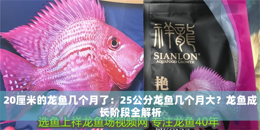 20厘米的龍魚幾個月了：25公分龍魚幾個月大？龍魚成長階段全解析