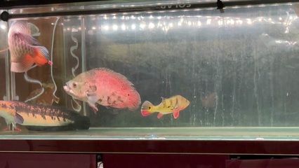 紅龍魚缸尺寸（紅龍魚的魚缸尺寸）